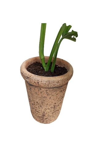 Monstera Obliqua Deve Tabanı Sarmaşık Cins Özel Toprak Saksısında