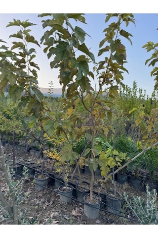 5 Yaş Saksıda Aşılı ,meyvesiz,gölgelik Çınar Yapraklı Dut Fidanı Boy 200-250 Cm