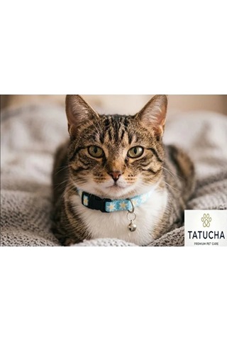 Patibon Premium Galaxy Harmony Kedi Boyun Tasması Özel Koleksiyon Açık Mavi