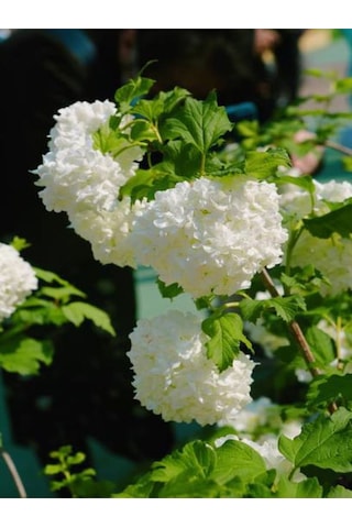 Videoluçınar Kartopu Çiçeği Fidanı 50 60 Cm 1 Adet Tüplü/saksılı Dış Mekan Hydrangea Hortensia