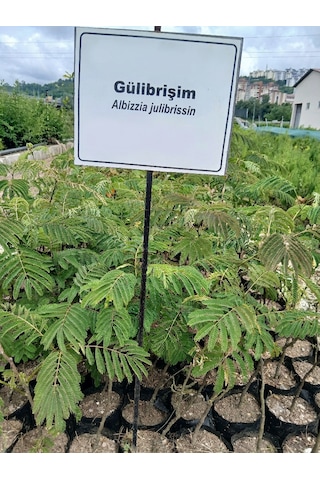 Pembe Çiçekli İpek Ağacı Gülibrişim Fidanı