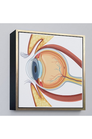 Çerçeveli Göz Anatomizi Tablosu - Göz Doktoru Hediyesi-8367