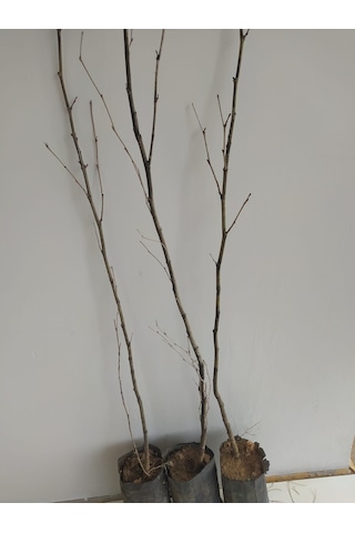 Fidan Doğu Çınar Fidanı 1.40-1.60 Cm Boy 1 Adet