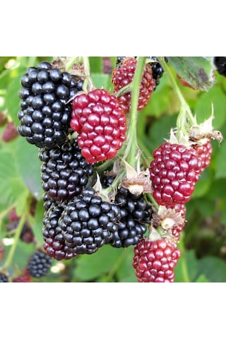 Böğürtlen Dikensiz Jumbo 2 Adet