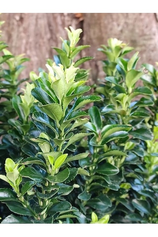Çit İçin Uygun Yeşi Renk Taflan Fidanı 30-40cm 4 Adet Saksılı Bahçe Bitkisi