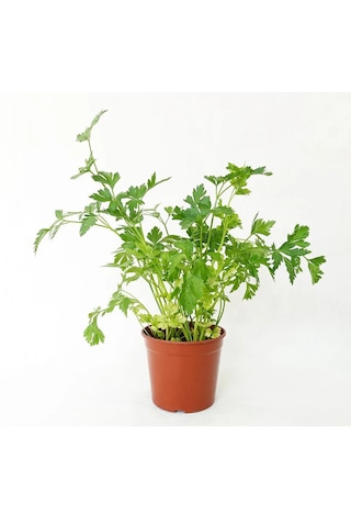 Maydanoz Tohumu D'giant İtaliana Çeşidi, 1 Gram, 700 Adet