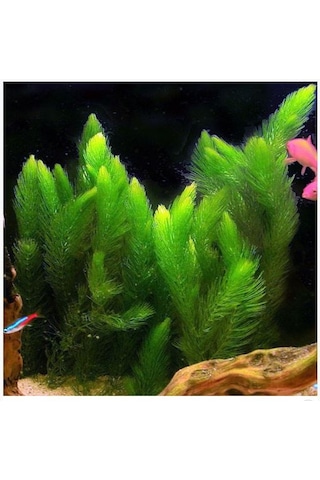 Tilki Kuyruğu Yavru Saklanmasına Uygun Alvaryum Bitkisi 1 Bağ