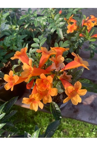 Dolgun Ve Büyük Çiçekli Turuncu Acem Borusu Çiçeği 50-70cm Saksılı Campsis Radicans