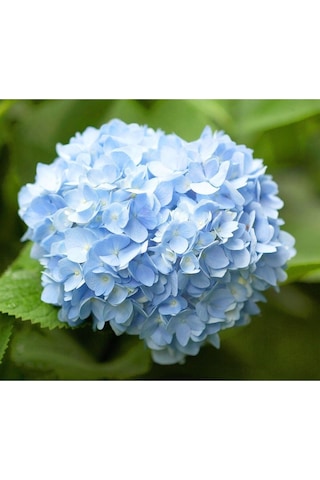 Videolu 1 Adet Mavi Renk Ortanca Çiçeği Fidanı 30-60 Cm Saksılı Çiçekli Bodur Bitkiler Hydrangea