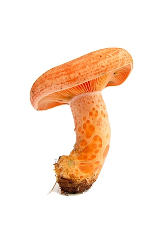 Kanlıca Mantarı Çintar Çam Melki Mantar Tohumu 300gr