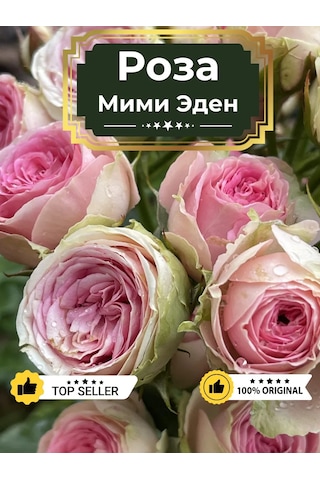 Dream Roses Mimmi Eden Gül Fidesi 159488808