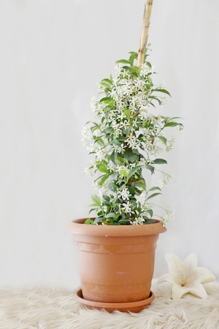 Arap Yasemin Arap 80 100 Cm 1 Adet Saksılı Dış Mekan Ve Dekarasyon Bitkisi Jasminum