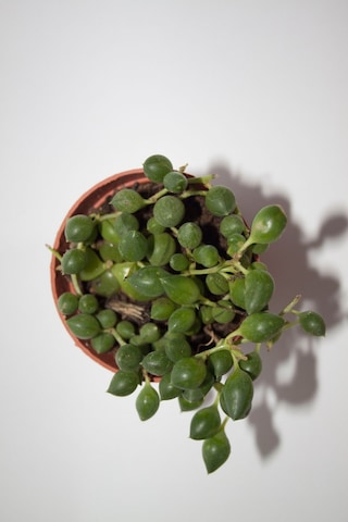 Tesbih Çiçeği Sukulent Senecio Tekli 5.5 Cm Saksıda
