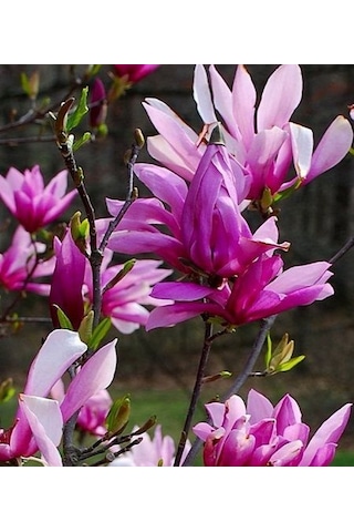 Manolya Yaprak Döken Manolya Tüplü 40-60cm Bulunan Fidan