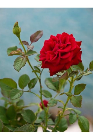 Videolu Yediveren Fuji Kokulu Gül Fidanı 30-65 Cm Saksılı Aşılı Gül Rose Bush