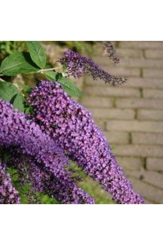 1-2 Yaş Arası Mor Kelebek Çalısı Fidanı Kelebek Çeken Zarif Çiçek