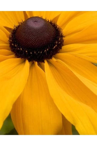 20 Adet Black Eyed Susan Tohumu