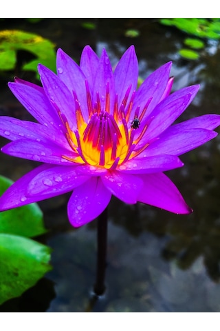 5 Adet Tohum Mor Lotus Su Çiçeği Tohumu Kaliteli Nilüfer Çiçek