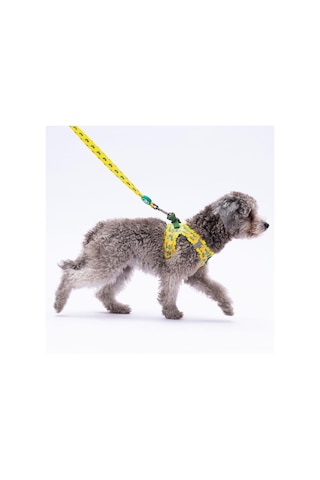 Pawstar Cactus Leash Kedi Köpek Sevk & Gezdirme Kayışı Köpek Uzatma Tasması Sarı