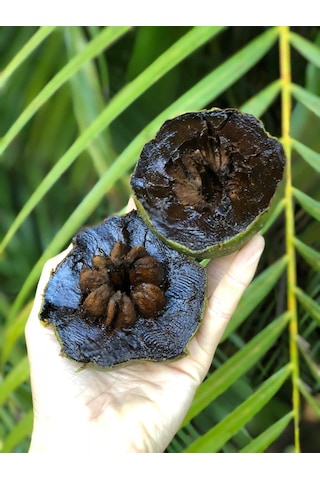 Black Sapote 3 Yaş 35 Cm