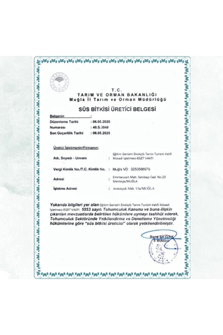 Küba Kekiği Plectranthus Amboinicus Lour. Spreng