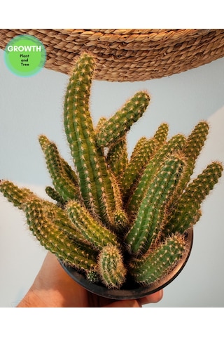 Chamaecereus Silvestrii Kaktüs 1 Adet