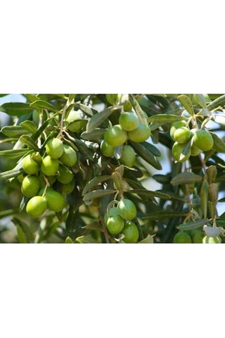 10adet Gemlik Trilye Zeytin Fidanı Tüplü