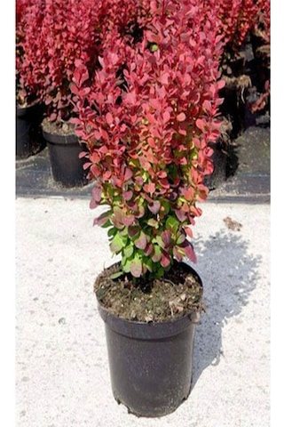Videolu Roket Berberis Fidanı 40 60 Cm 1 Adet Saksılı Dış Mekan Bitkisi Berberis Thunbergii