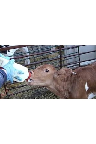 Milkivit Kuzu - Buzağı - Oğlak Maması 1 Adet 3 KG Çuval