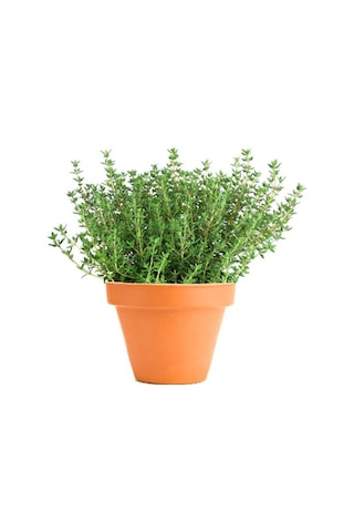 Paket 500 Adet Tohum Aromatik Doğal Dağ Kekiği Tohumu Kekik