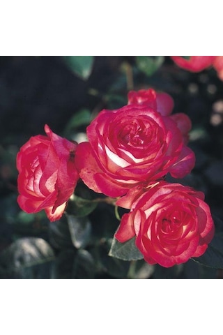 Tüplü Yediveren Antike 89 Kırmızı Beyaz Sarmaşık Gül Fidanı