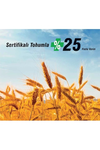 Tigem Ceyhan 99 Buğday Tohumu KG Sıfır