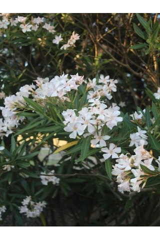 Videolu Zakkum Çiçegi Fidanı Beyaz Renkli 80 100cm 1 Adet Tüplü Dış Mekan Bitkisi White Oleander