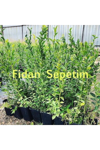 3 Yaş Bluegold Çeşiti Yaban Mersini Fidanı