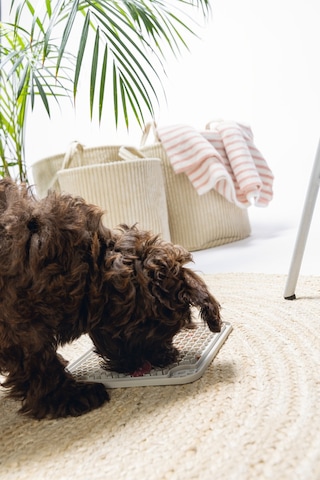 Beeztees Yavru Köpek Yaş Mama Yeme Oyuncağı, Kare, Silikon, Gri, 20x20cm