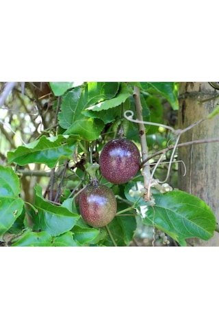 Çarkıfelek Meyvesi Tohumu 10 Adet, Passion Fruit, Pasiflora