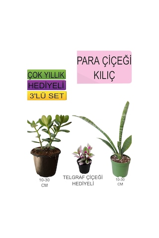 3'lü Set Para Çiçeği+ Kılıç Çiçeği+hediyelik Kırmızı Gül Fidanı