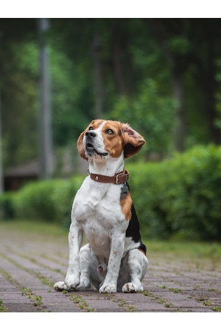 Armor Coat Köpek Bakım Spreyi Hindistan Cevizi Kokulu 75 Ml