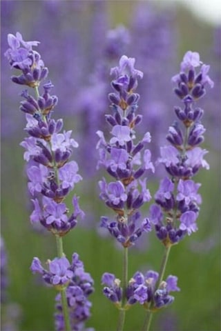 Lavanta Lavandula Angustifolia 20 Adet Tohum