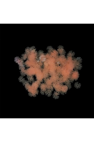 Epoksi Süsleme Pulu - Fosforlu Pembe Çiçek