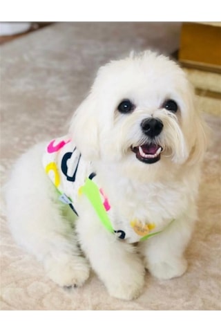 Kalpli Küçük Köpek Sweatshirtü-14551