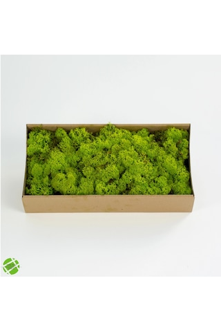 Reindeer Moss Lime Şoklanmış Norveç Yosunu 250gr