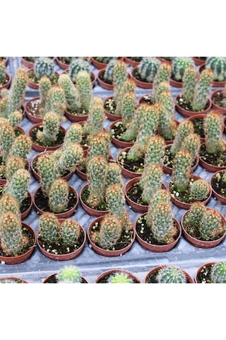 Kızıl Kaktüs - Radyasyon Düşmanı, 5.5 Cm Saksıda 1 Adet
