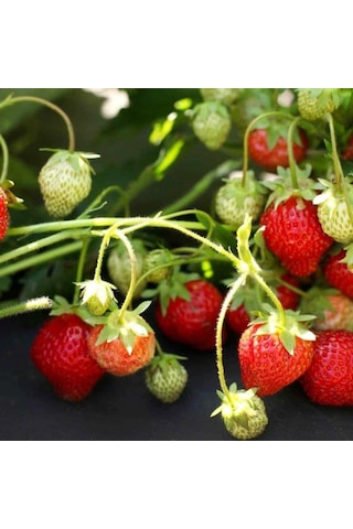 5 Adet Tüplü Sweet Ann Çilek Fidesi