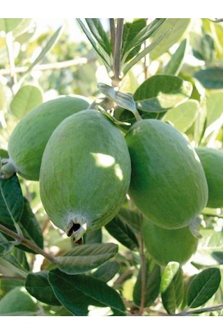 Ağaç Bamyası Araujia Sericifera Fidesi 90-140 Cm