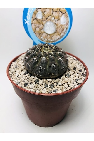 Gymnocalcycium Stellatum Özel Tür Kaktüs