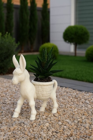 Donkey Sukulent & Kaktüs Dekoratif Saksı