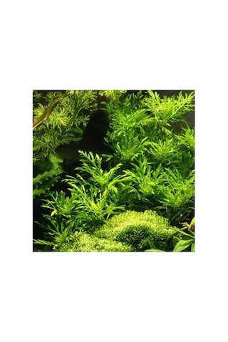 Canlı Bitki Hygrophila Difformis, 4-6 Kök Olarak