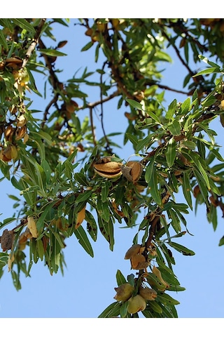 Aysenin Badem Çekirdeği Yağı / Almond Kernel Oil 50  ML