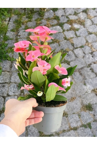 Videolu Milli Dikenler Tacı 15 45 Cm Saksılı Kaktüs Euphorbia